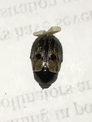 Anomala binotata