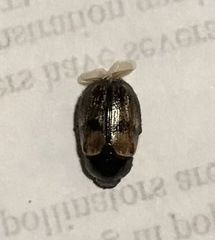 Anomala binotata