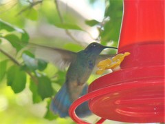 Colibri thalassinus
