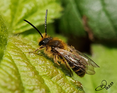 Andrena