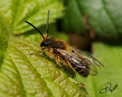 Andrena