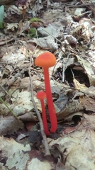 Coccineae
