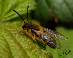 Andrena