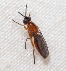 Loxocera fumipennis