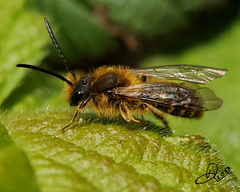 Andrena
