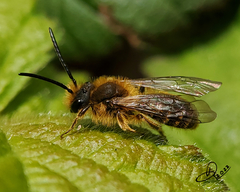 Andrena