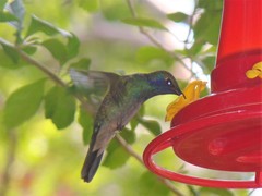 Colibri thalassinus