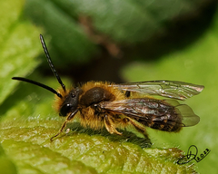 Andrena