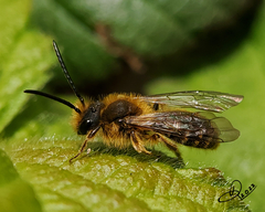 Andrena