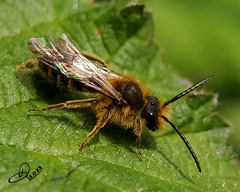 Andrena