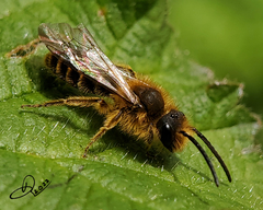 Andrena