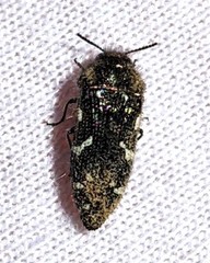Acmaeodera ornata