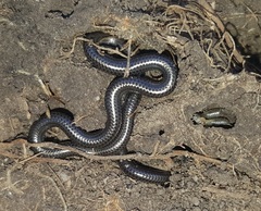 Leptotyphlops nigricans