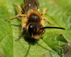 Andrena