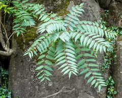 Ailanthus altissima