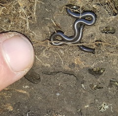 Leptotyphlops nigricans