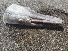 Atractosteus tropicus