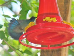 Colibri thalassinus