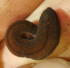 Peripatopsis