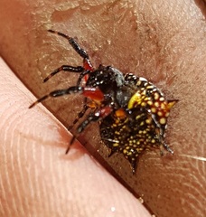 Isoxya cicatricosa