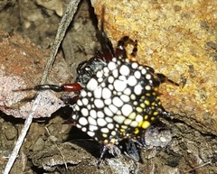 Isoxya cicatricosa
