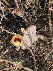 Opuntia azurea