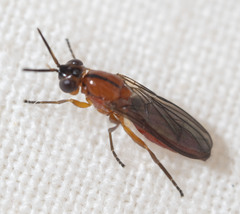Loxocera fumipennis