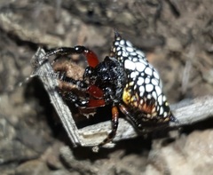 Isoxya cicatricosa
