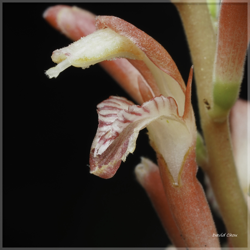 Japanese Galangal