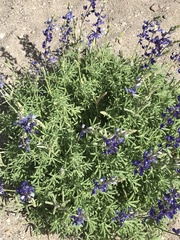 Lupinus havardii