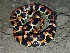 Homoroselaps lacteus