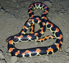 Homoroselaps lacteus