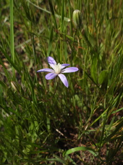Brodiaea nana