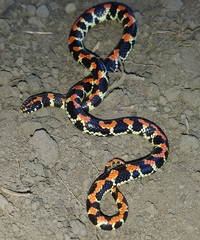 Homoroselaps lacteus