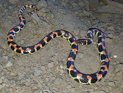 Homoroselaps lacteus