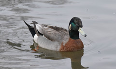 Anas platyrhynchos × Mareca americana