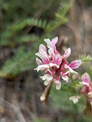 Hosackia stipularis ottleyi