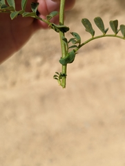 Hosackia stipularis ottleyi