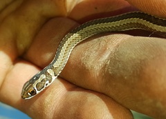 Psammophis crucifer
