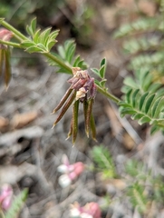 Hosackia stipularis ottleyi