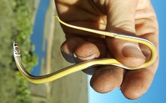 Psammophis crucifer