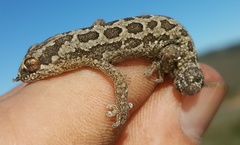 Pachydactylus maculatus