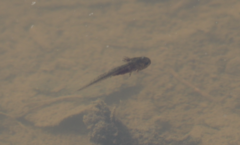 Ambystoma macrodactylum