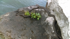 Nerodia sipedon insularum