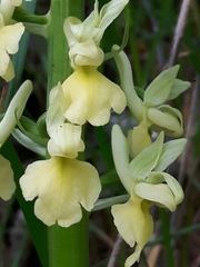 Orchis pallens