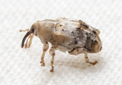 Lignyodes pallidus