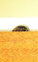 Paropsisterna cernua