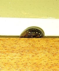 Paropsisterna cernua