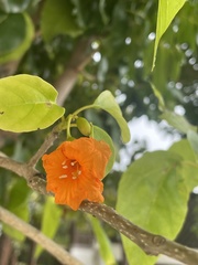 Cordia subcordata