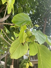 Cordia subcordata